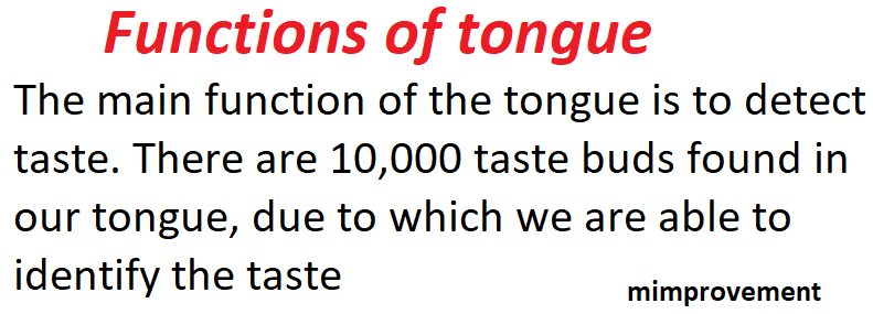 Tongue, functions of tongue, Taste buds, 