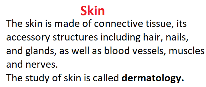 Sense organs, Skin, Functions of skin, Layers of skin, Epidermis, Dermis, Full concept of skin in simple way, Important notes on skin