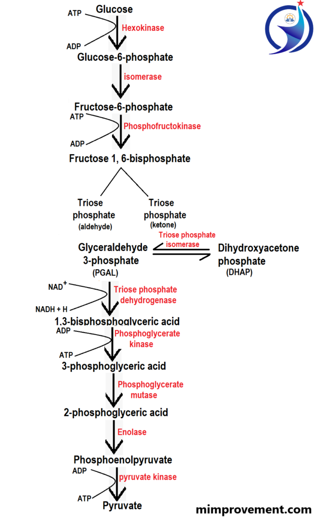 Glycolysis, Respiration, process of glycolysis in step wise, Glycolysis in  best way(1) 