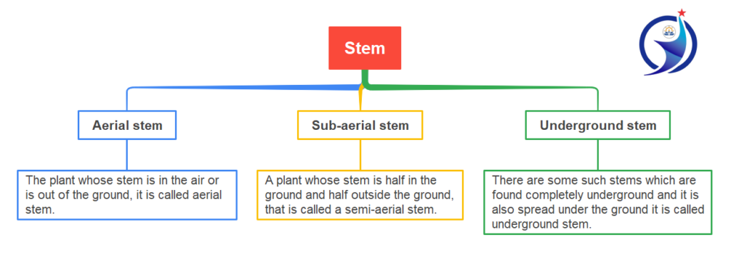 Botany, Root, Stem, Types of stems, Aerial stem, Sub-aerial stem, Underground stem, with the best example(1)