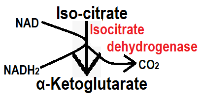 TCA Cycle, Krebs cycle, Step wise TCA Cycle in best way, Step wise citric acid cycle with reaction(1)