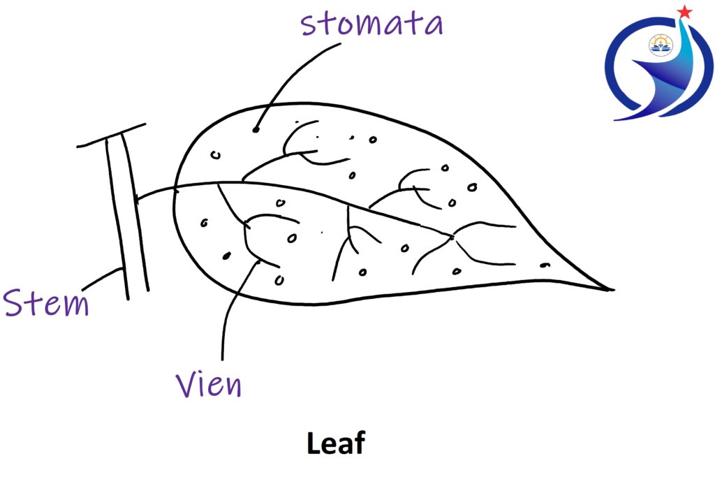Leaves, Stomata, Chlorophyll, Vein, Short notes on leaf, Explain leaf with figure