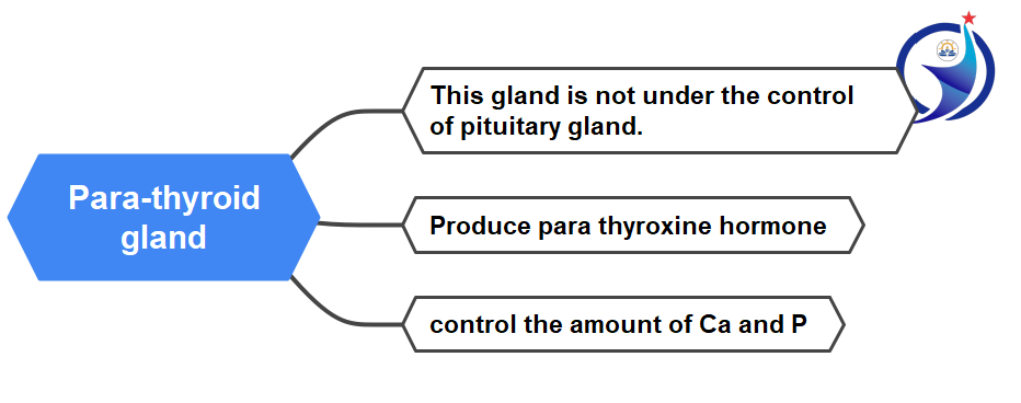 Endocrine system, Glands of endocrine system, How endocrine system works, in best way(1)