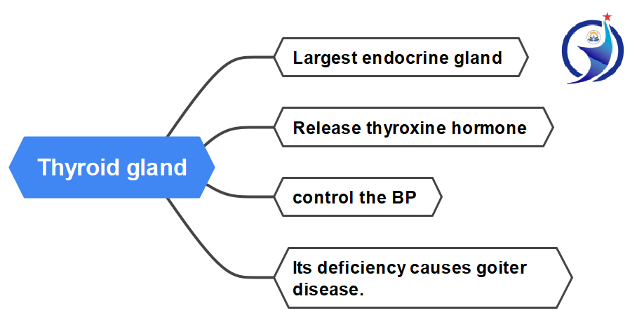 the largest endocrine gland