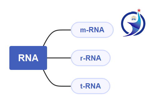 Important notes of DNA and RNA, How DNA & RNA works, In easy language(1)