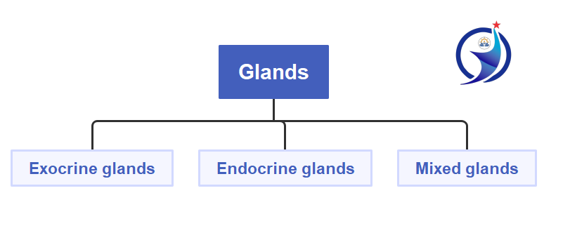 Glands, Exocrine glands, How exocrine system works? in best way(1)