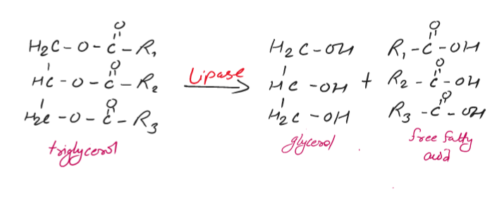 Fats and oils, Difference between fats and oils, Fatty acid, Glycerol, Lipid, Fatty acid reactions, with best notes(1)