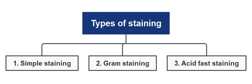 Identification of bacteria using staining technique, Importance of staining, Types of staining - Simple staining, Gram staining, Acid fast staining(1)