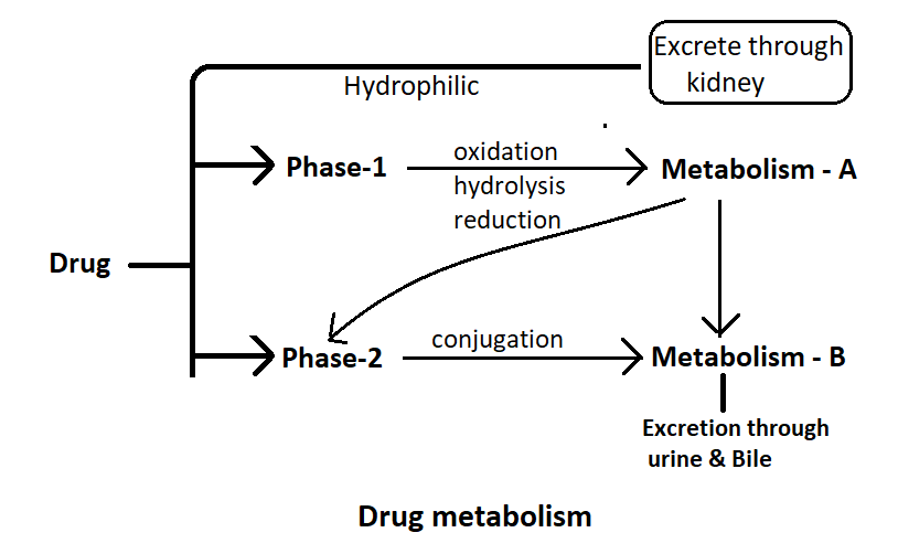 Drug Metabolism - Phase-1 and Phase-2