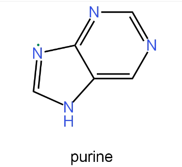 introduction of purine